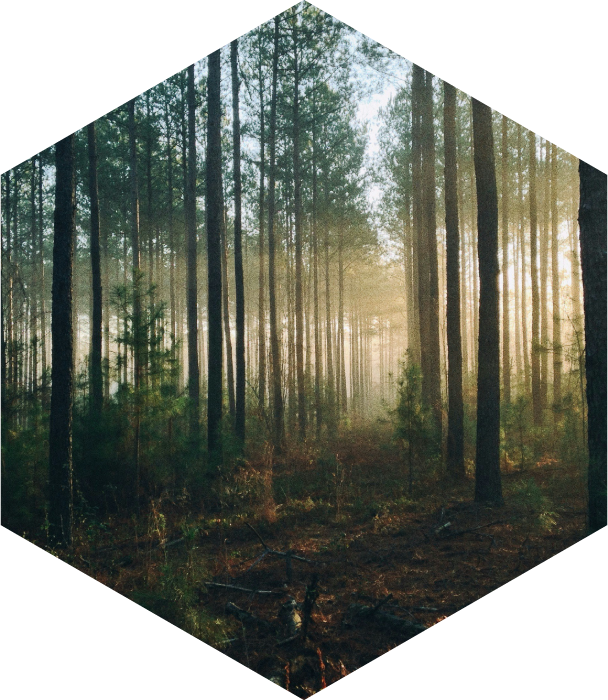 Just Wood - L'art du bois au coeur de vos projets